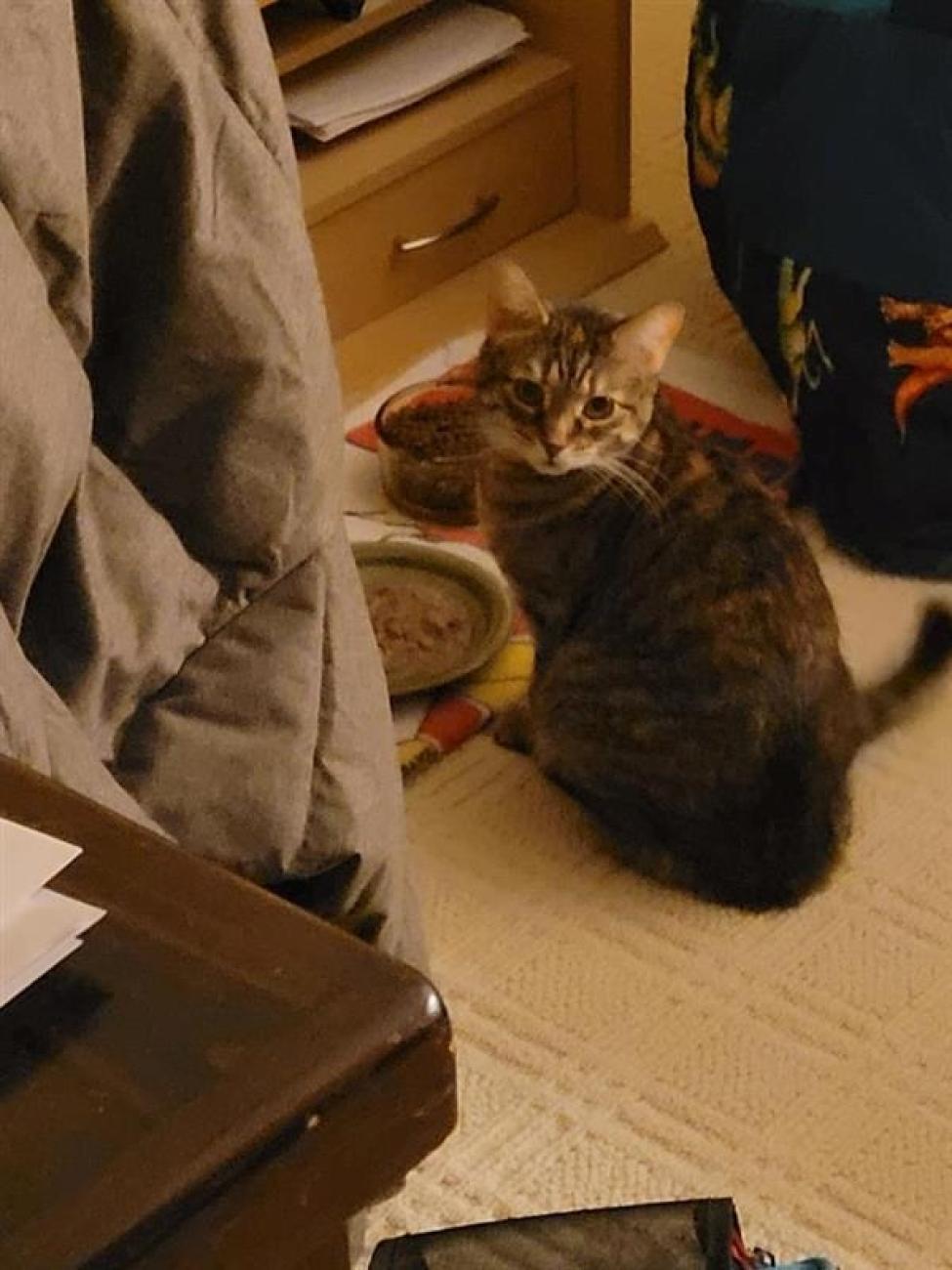 Spadina The Baby Lady The Pet Memorial