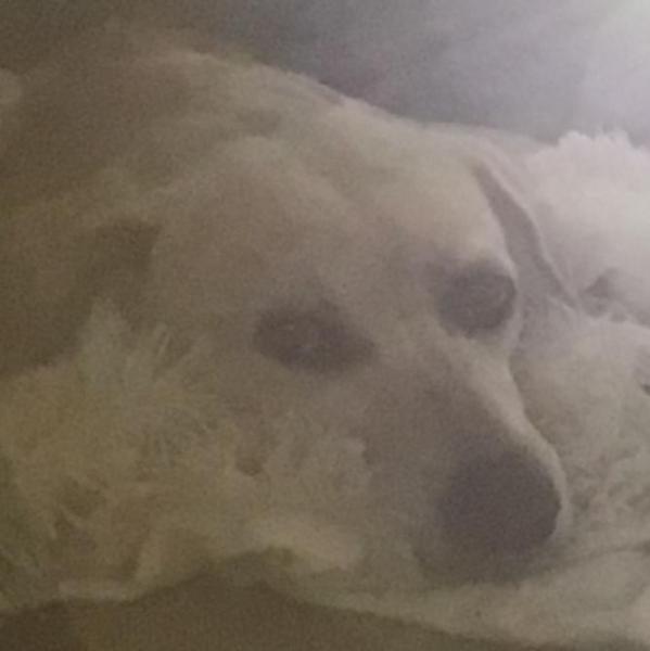 Milo Morgan | The Pet Memorial
