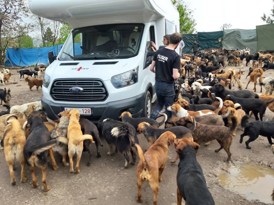 Free-Running Dog Sanctuary for 750 Dogs Thanks You! 4
