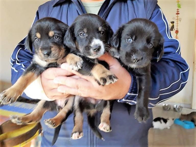 Rescued Puppies