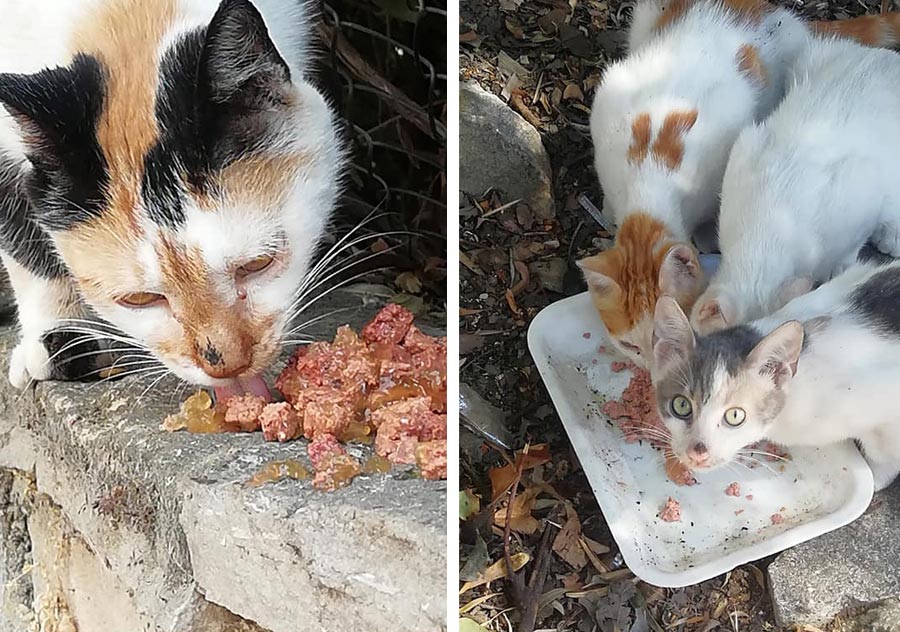 Feeding the homeless cats in turky