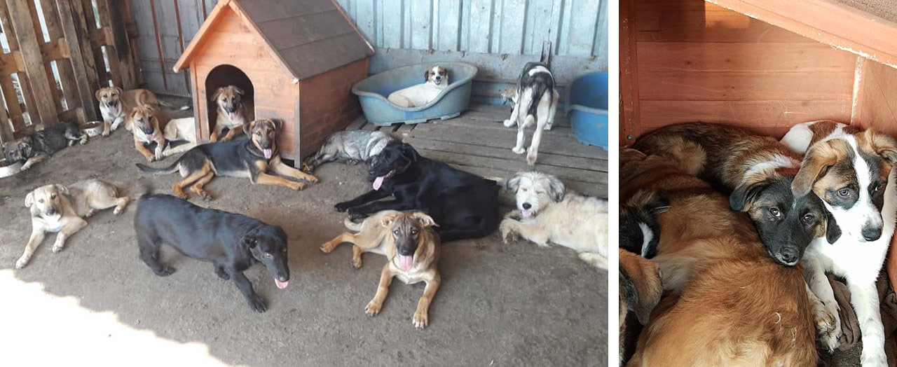 Romania rescue dogs