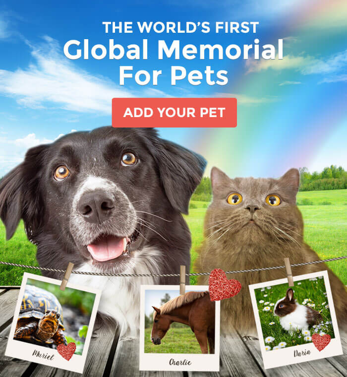 10 Pet Memorial Gift Ideas 1