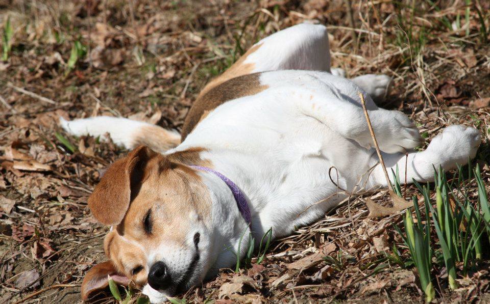 Moments After Her Death, Beagle Reappears To Say Goodbye . 