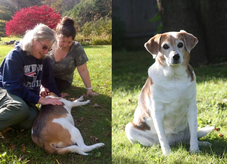 Pets who visited their families after death
