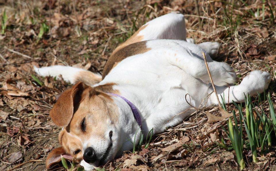 Millie laying on the ground