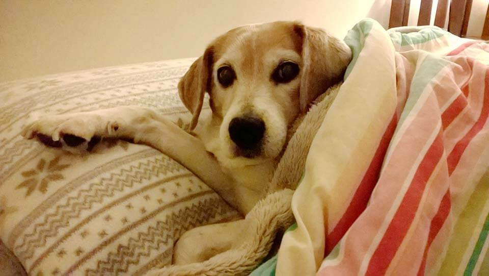 Millie on the bed snuggling