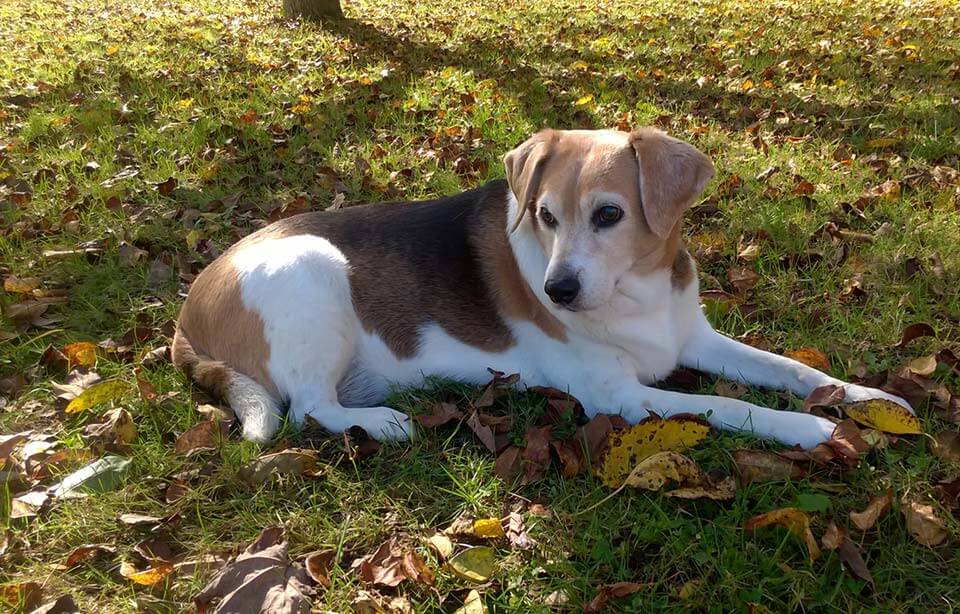 Millie down on the grass