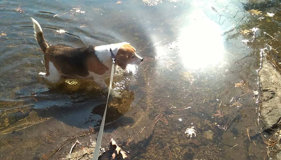 Millie in the lake