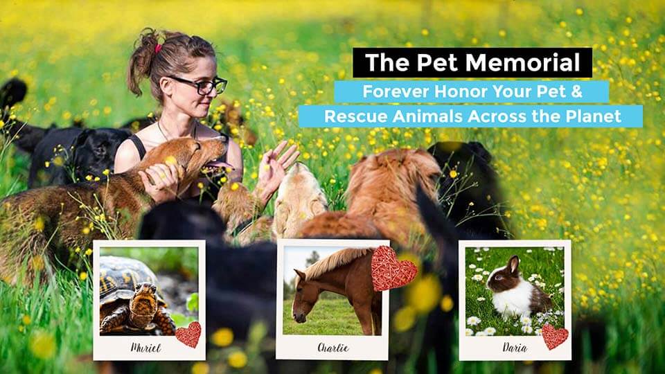 The Pet Memorial - Forever honor your pet and rescue animals across the planet