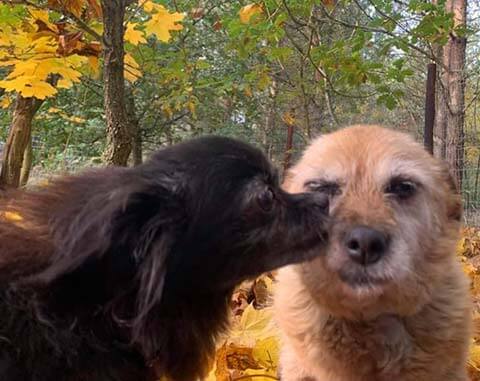 2 dogs greeting.