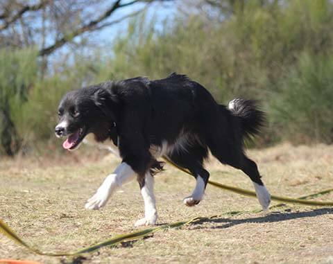 Adopted border collie