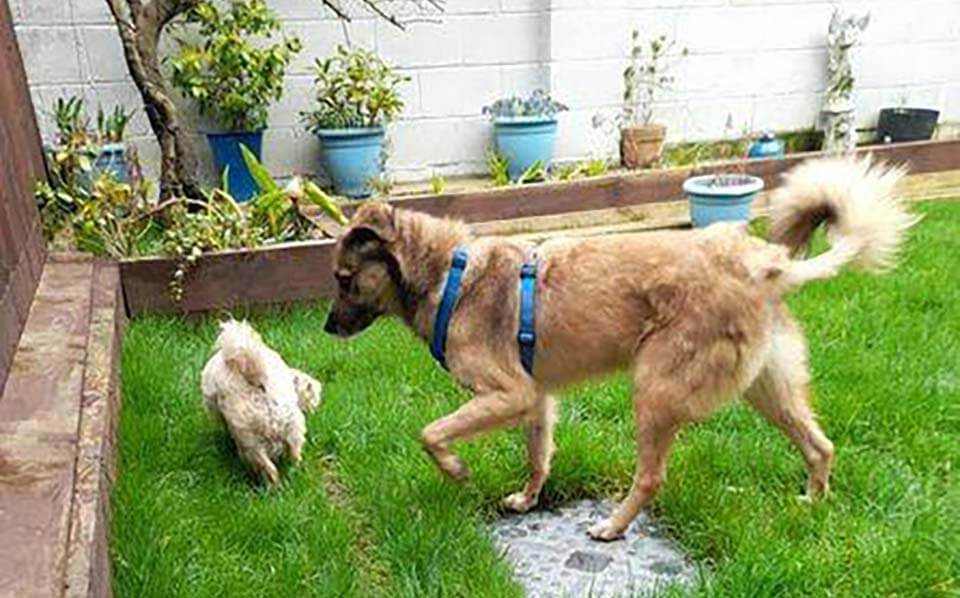 2 dogs on the green grass backyard.