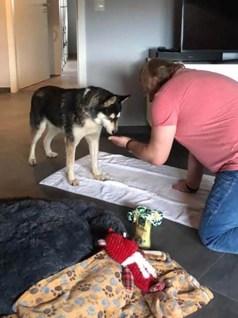 Rescue dog found new adoptor