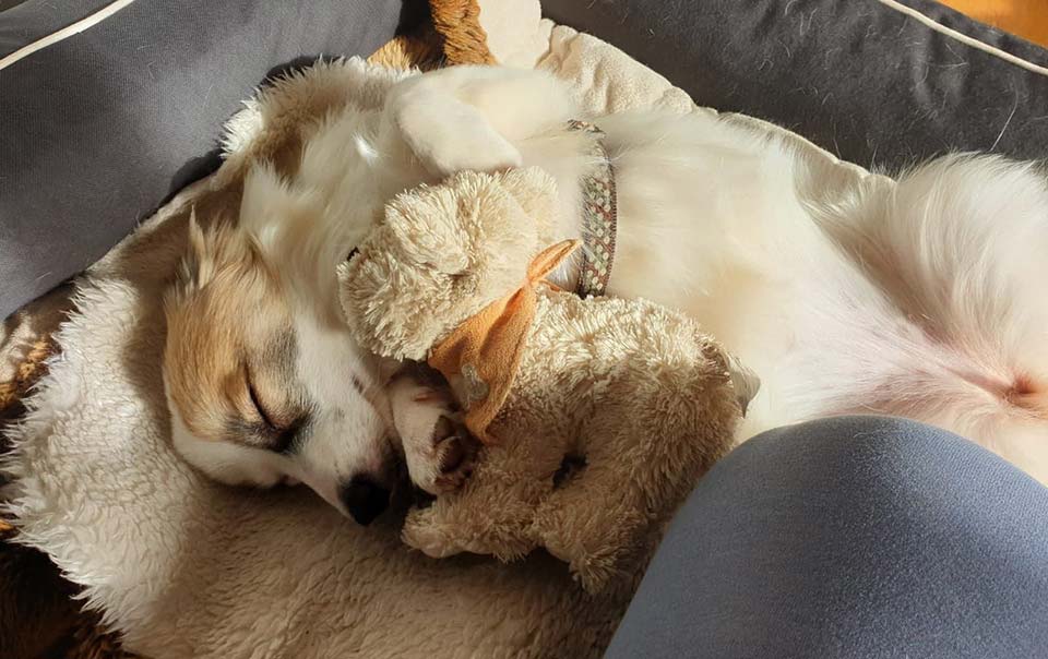 Rescue dog happily laying on the sun-kissed bed.