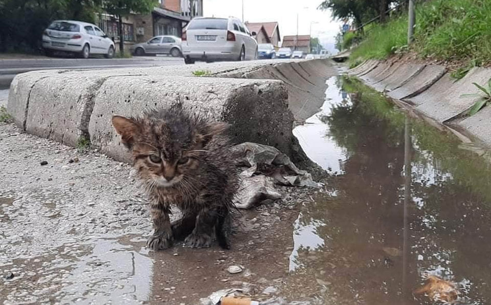 Attacked by Crows in Rain - Hero Steps In (photos) 1