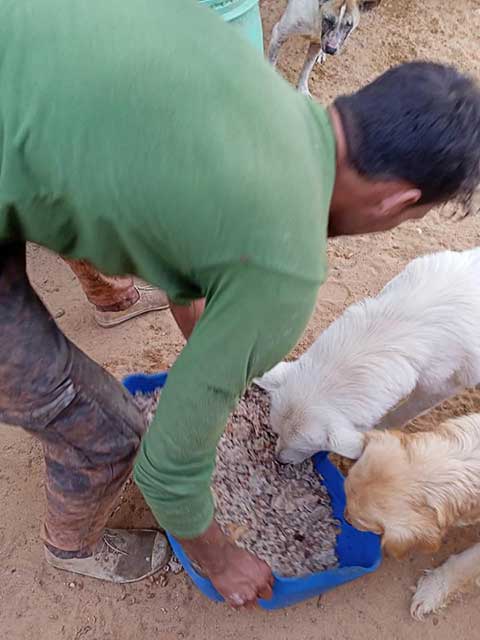 Animal rescuer feeding multiple dogs in egypt.