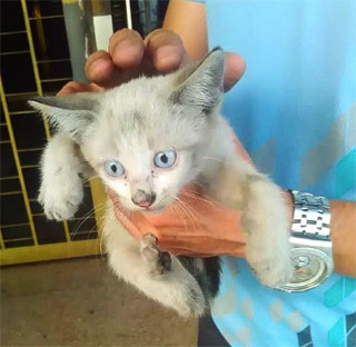 kitten being rescued