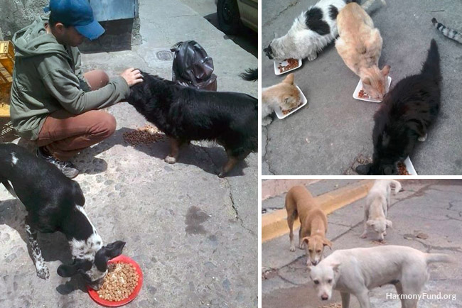 Street Becomes a Dinner Table for Hungry Animals 1