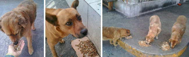 Street Becomes a Dinner Table for Hungry Animals 4