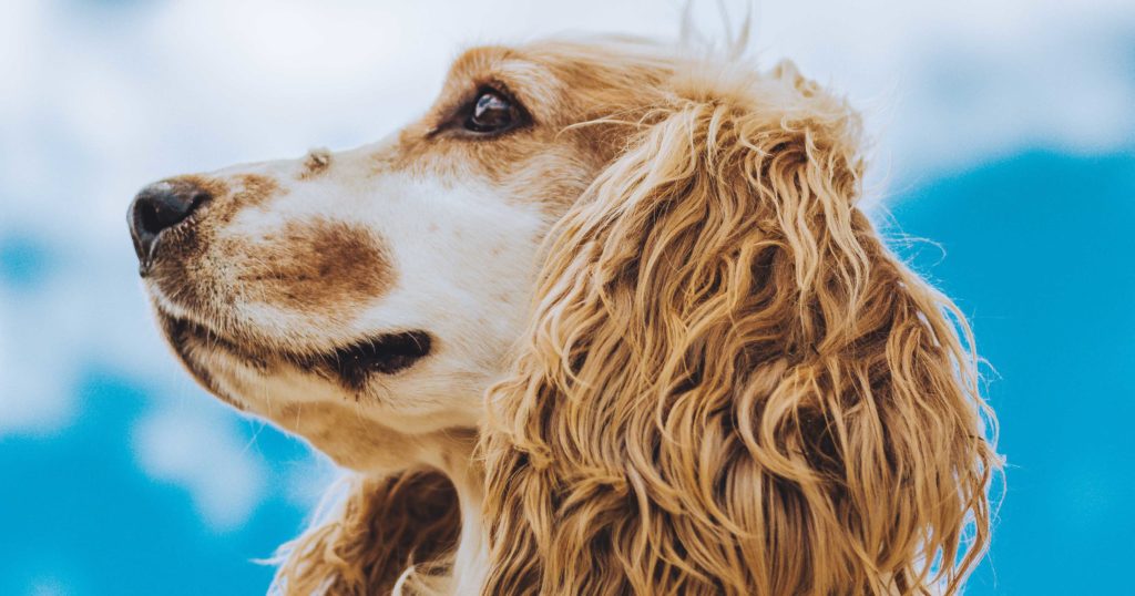 Dog and blue sky