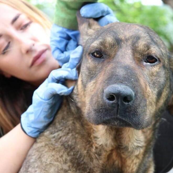 vet taking care of rescue dog