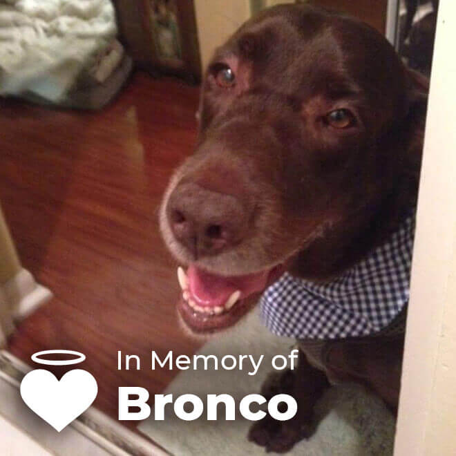 In Memory of Bronco