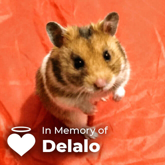 In Memory of Delalo