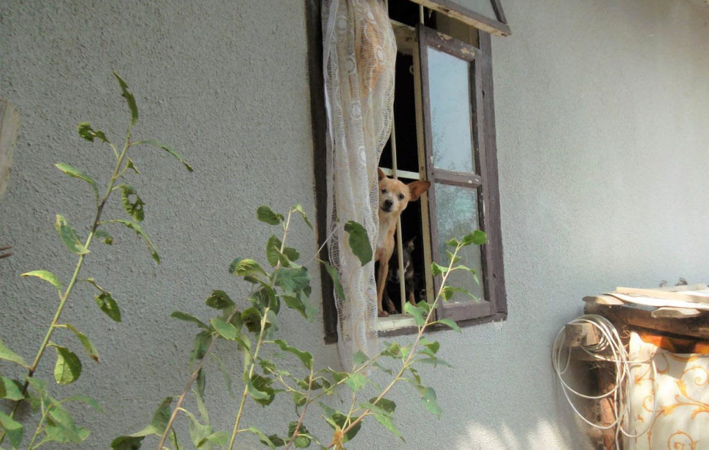 dog peaking from the window