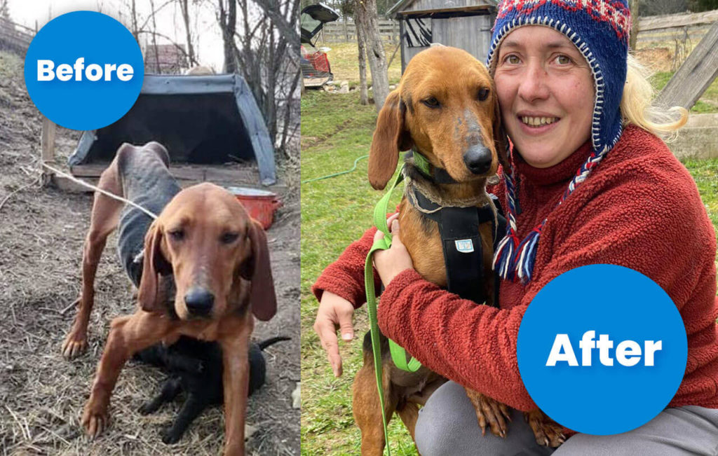 Rescuer Naida Kaltak and mom dog in Bosnia, Before and After the rescue