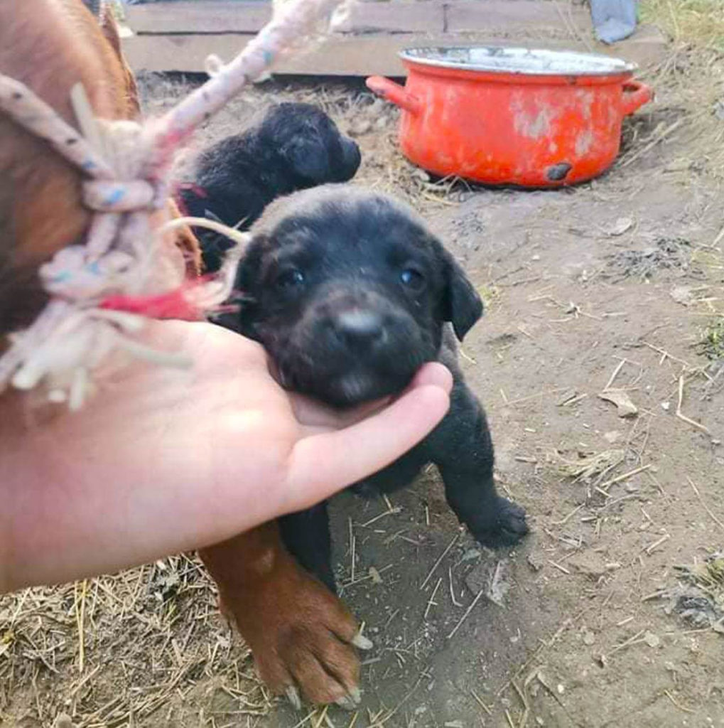 Rescued puppies in bosnia