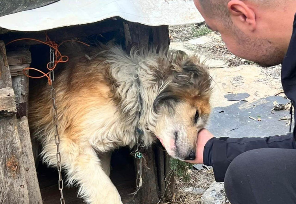 Grateful dog about to be freed