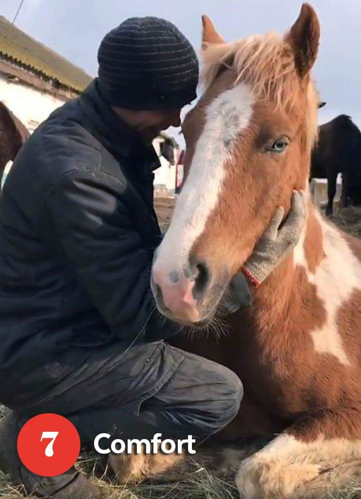 Comforting a horse