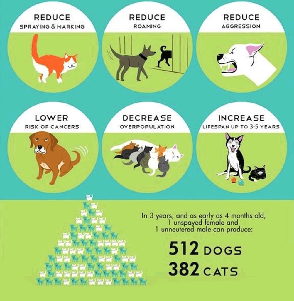 In 3 years, and as early as 4 months old, 1 unspayed female and 1 unneutered male can produce 512 dogs and 382 cats.