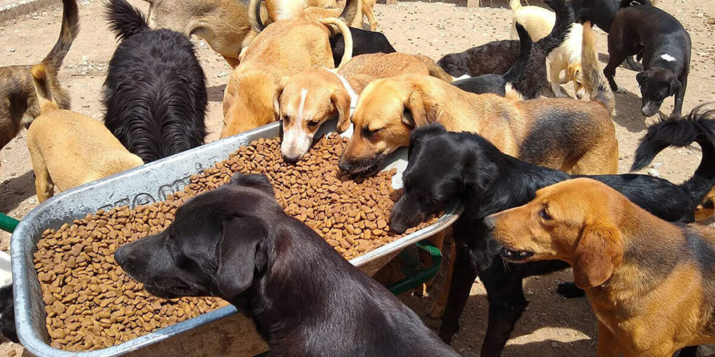 dogs fed at the eldery dog center