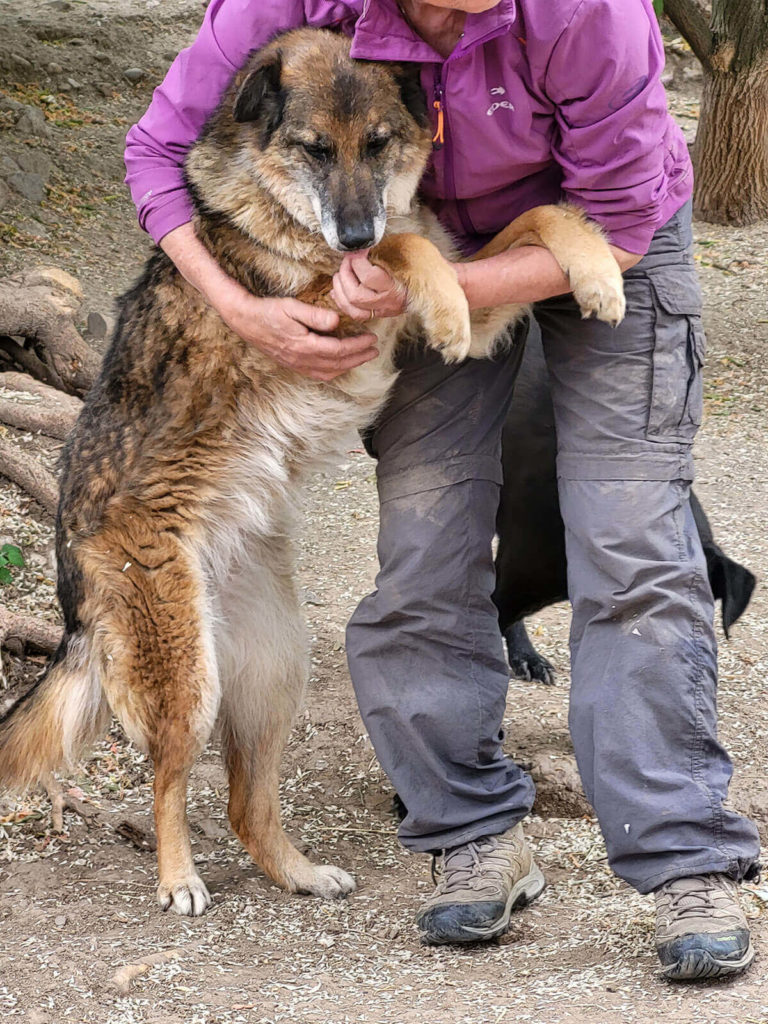 rescuer and dog at eldery dog center