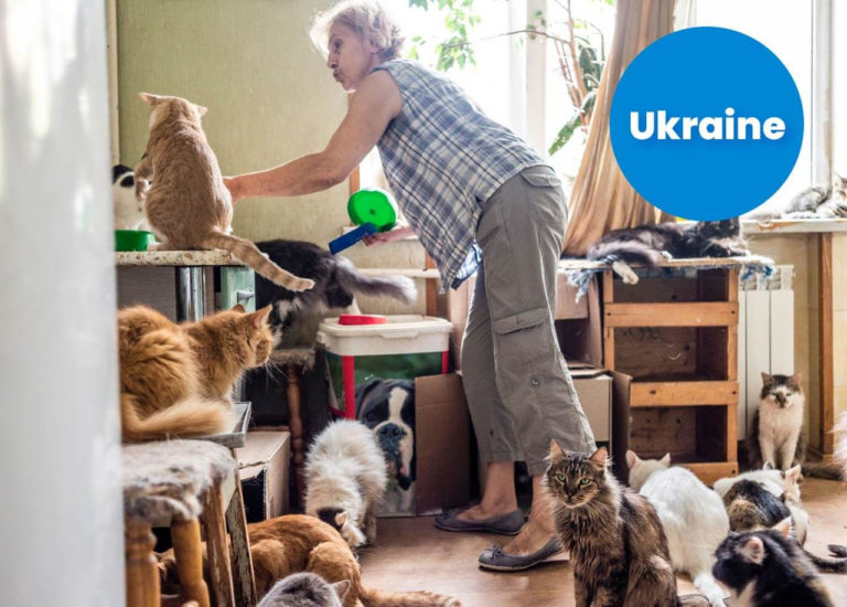 The Second Chance Shelter in Kyiv, cat room
