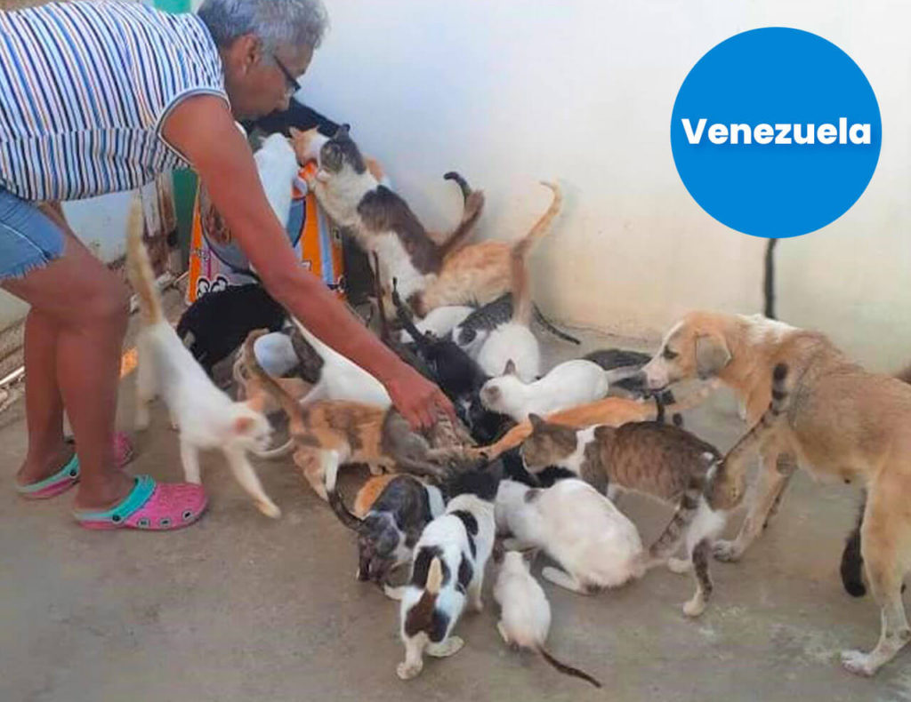 Cumana, Venezuela, 70 cats received meals