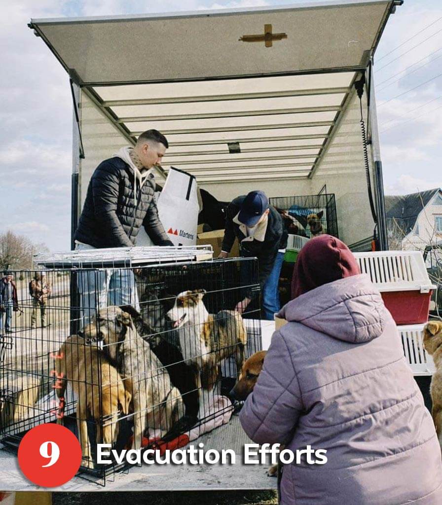Volunteers evacuating dogs in Ukraine