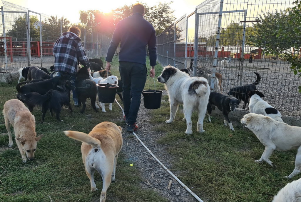 Feeding many rescue dogs