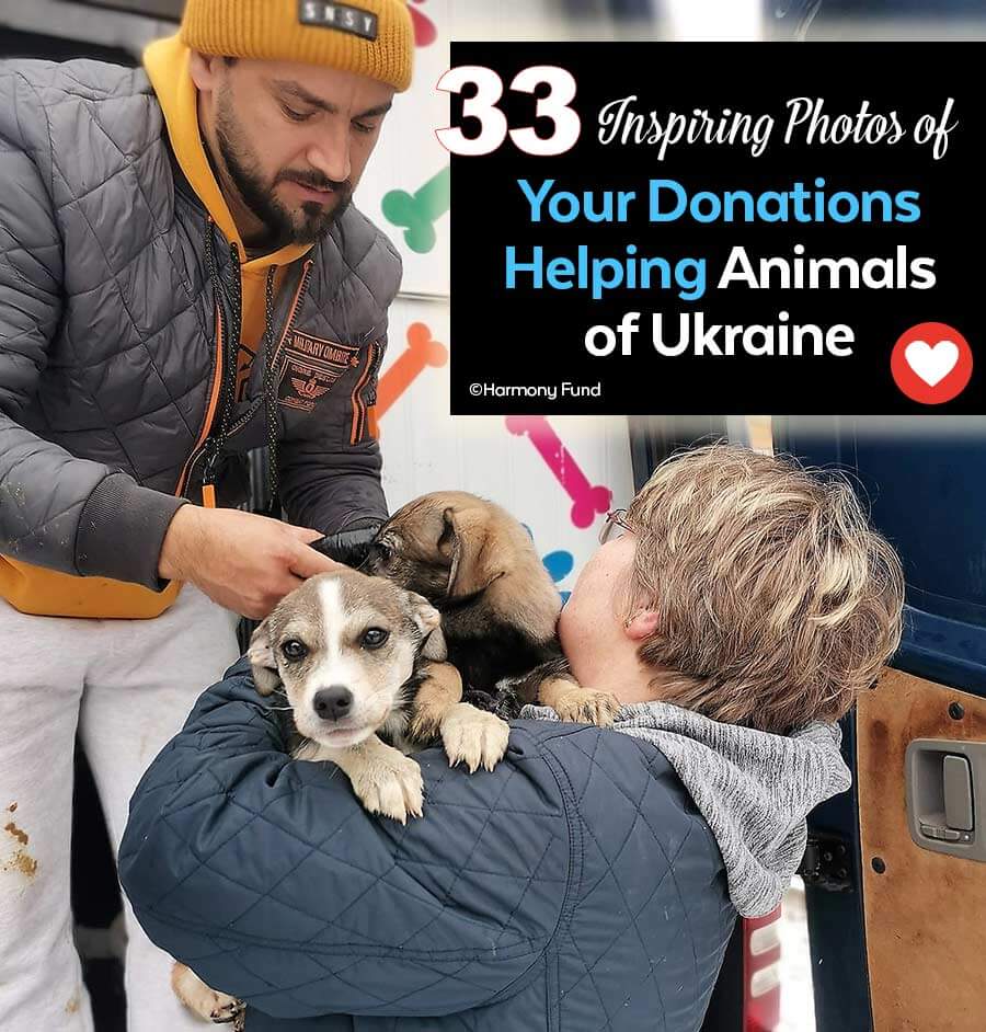 33 Inspiring photo so fyour donation helping animals of Ukraine