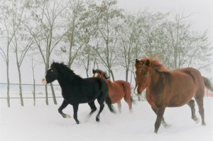 Horses in the snow in Romania