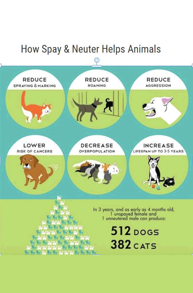 How spay and neuter helps animals