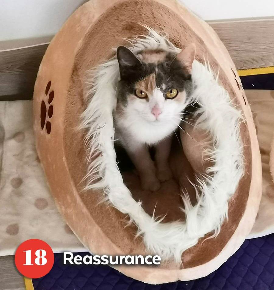 Rescue cat in the bed