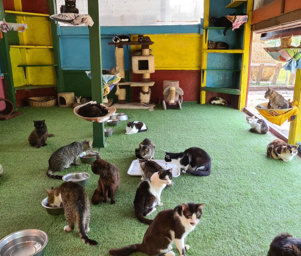 Rescue cats in Romania in comfortable room
