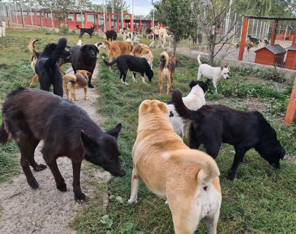 Rescue dogs in Romania