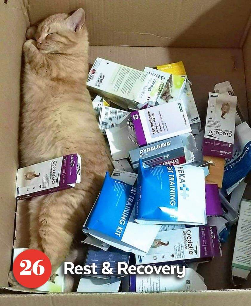 Cat sleeping in the box full of donated medication