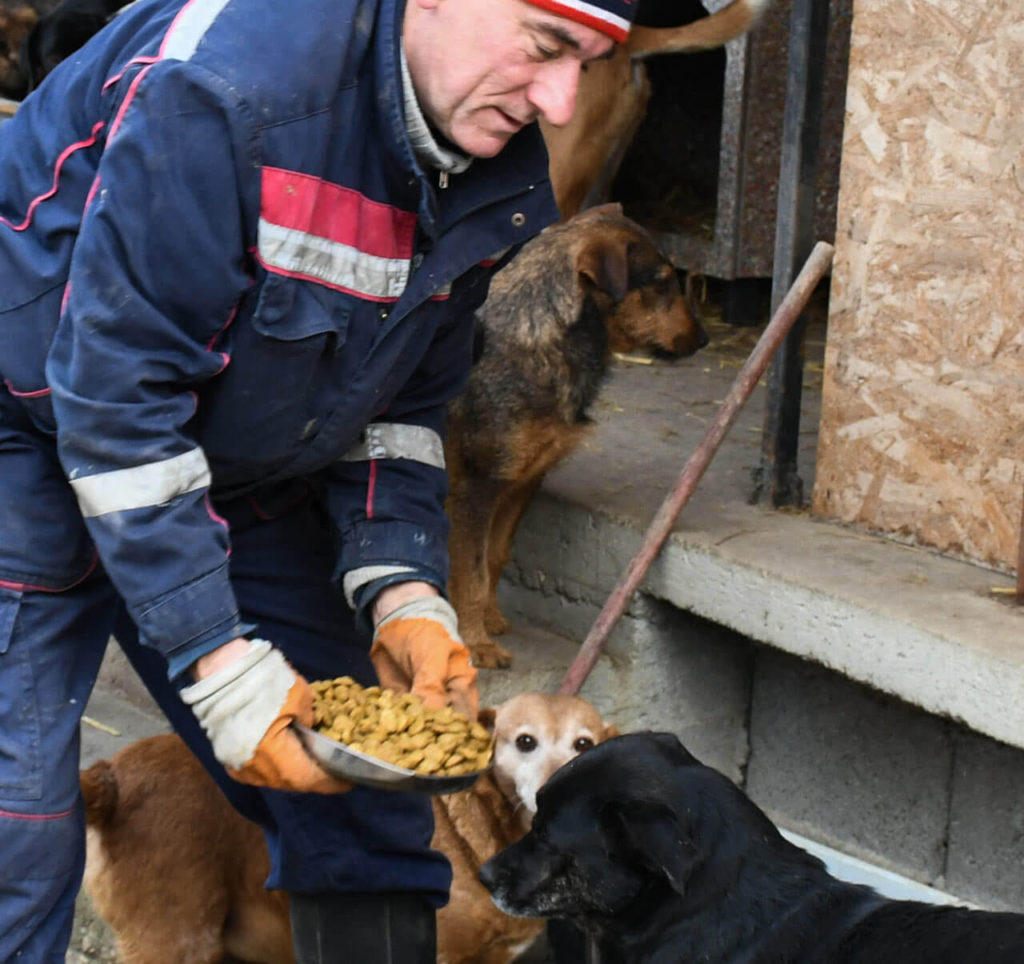 Mile feeding dogs