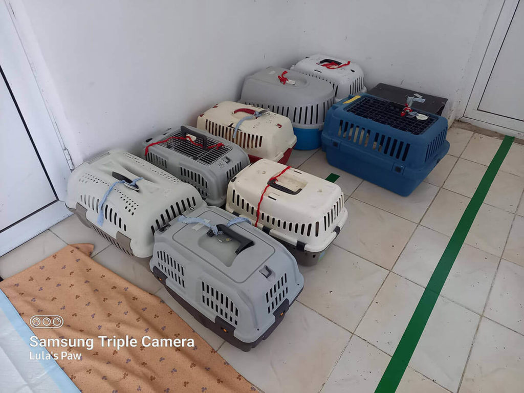 Dogs and cats in the cage for spay and neuter in romania