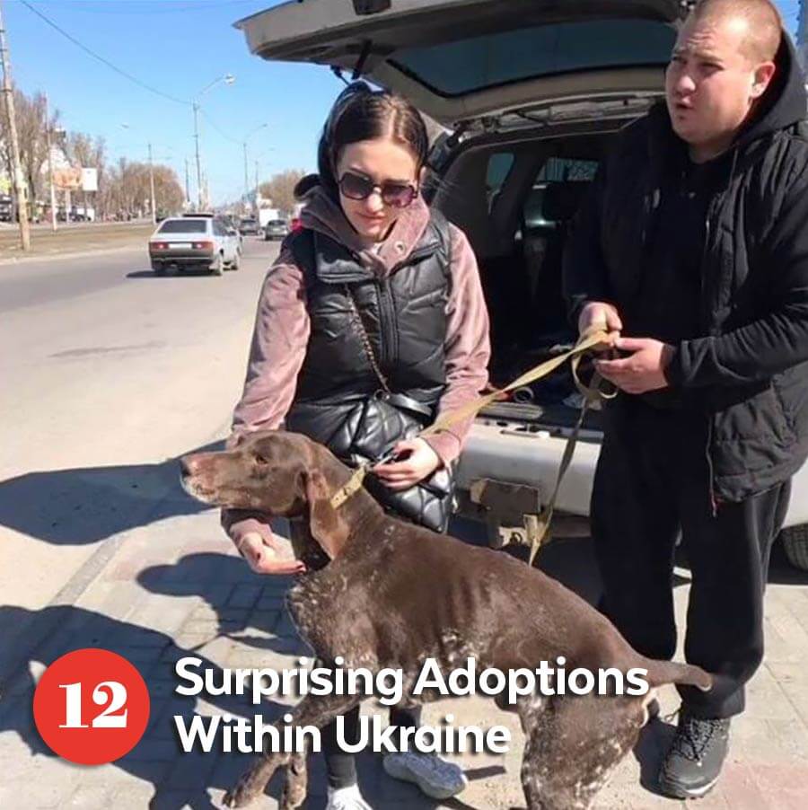 Dog being adopted in Ukrain